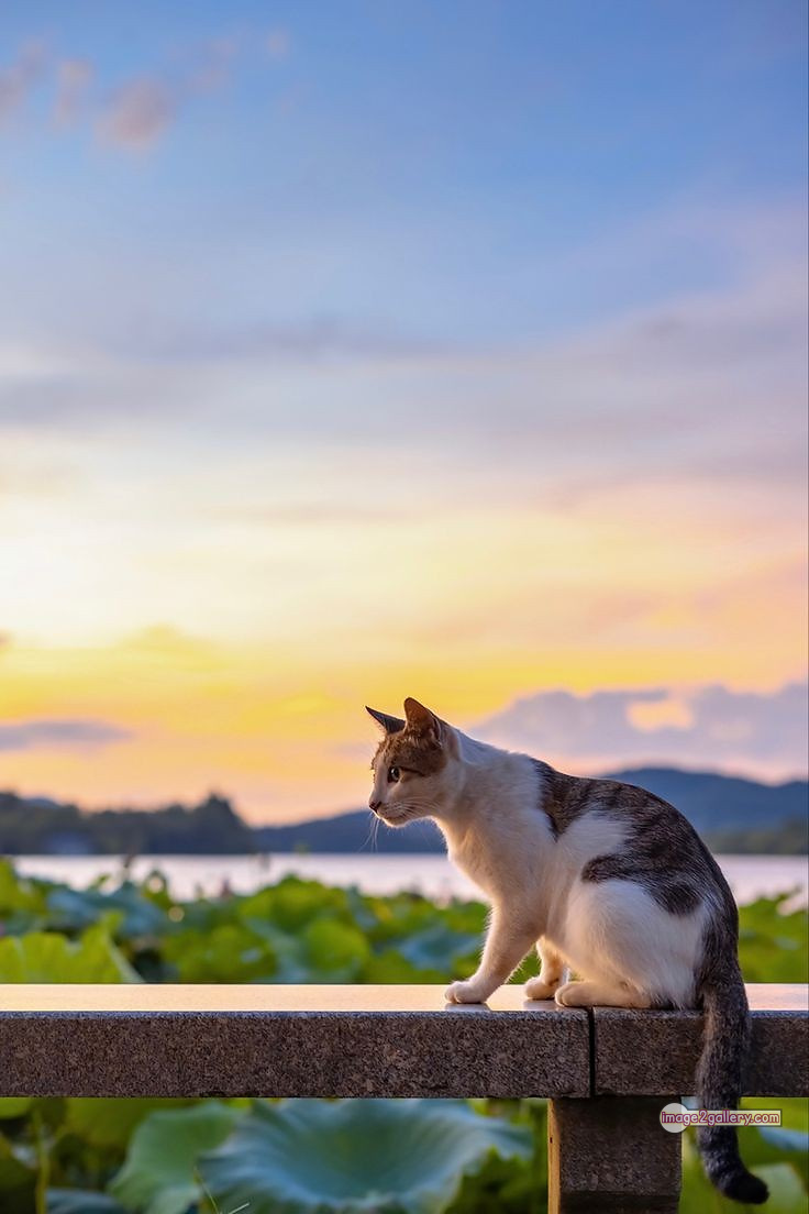 800+ Cute Cate Photos Download | Beautiful Cute Cat Images | 681 cute cat picture -(19)