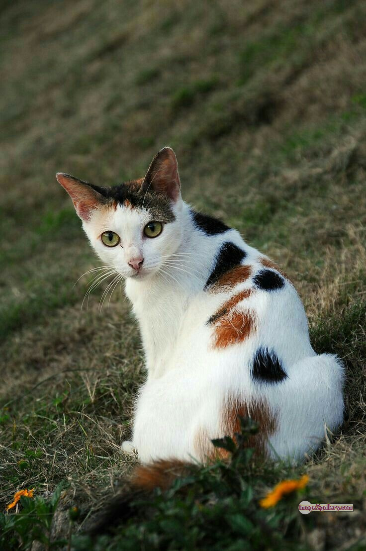 800+ Cute Cate Photos Download | Beautiful Cute Cat Images | 668 cute cat picture -(2)