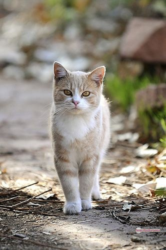 800+ Cute Cate Photos Download | Beautiful Cute Cat Images | 675 cute cat picture -(3)