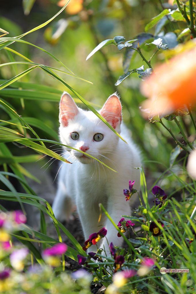 800+ Cute Cate Photos Download | Beautiful Cute Cat Images | 673 cute cat picture -(5)