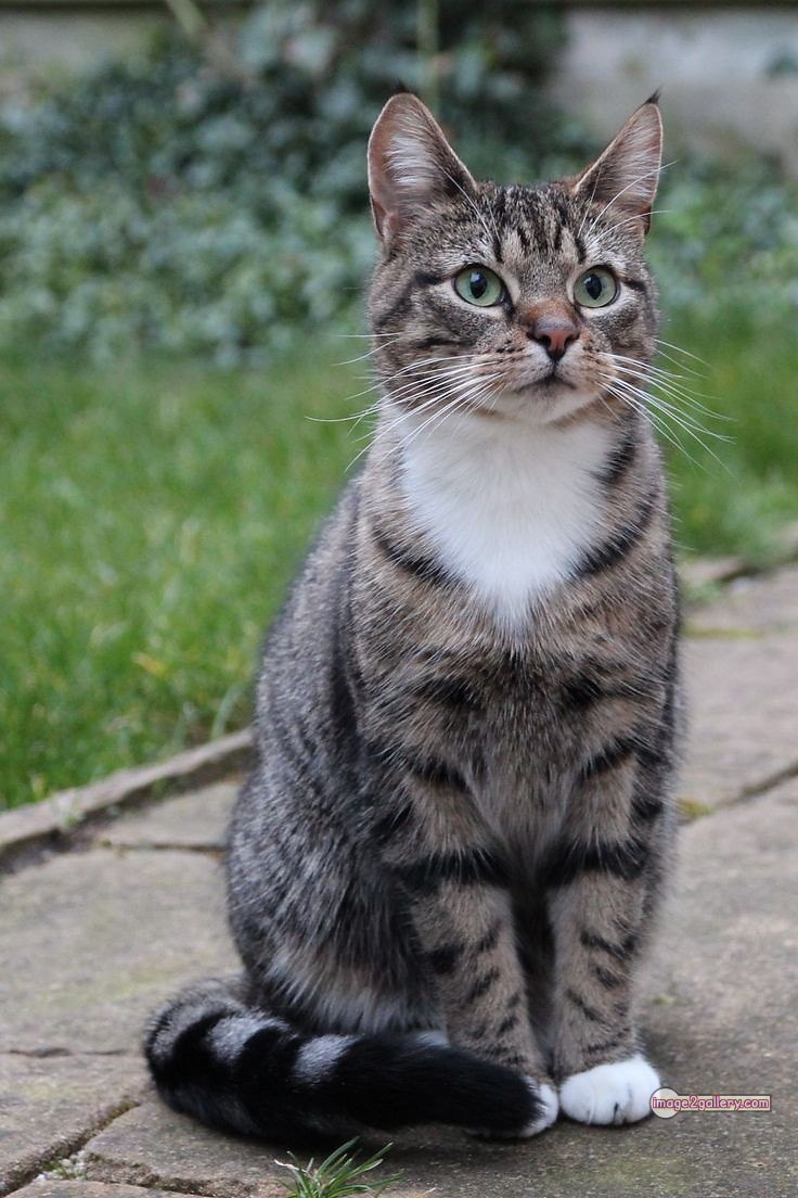 800+ Cute Cate Photos Download | Beautiful Cute Cat Images | 666 cute cat picture -(6)