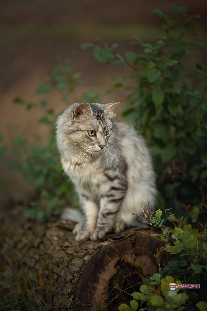 800+ Cute Cate Photos Download | Beautiful Cute Cat Images | 676 cute cat picture -(7)