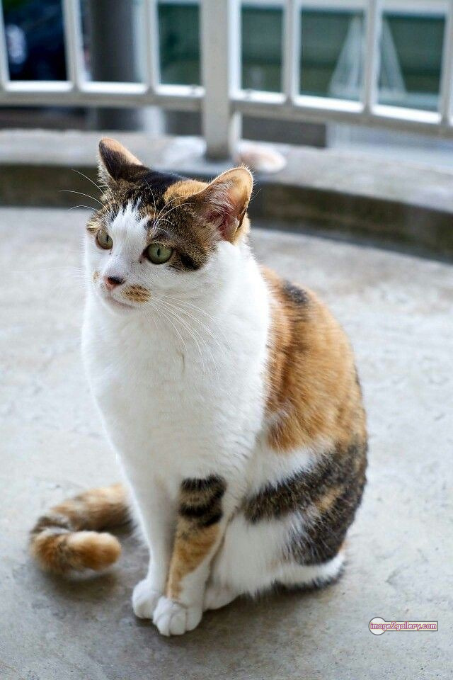 800+ Cute Cate Photos Download | Beautiful Cute Cat Images | 665 cute cat picture -(9)
