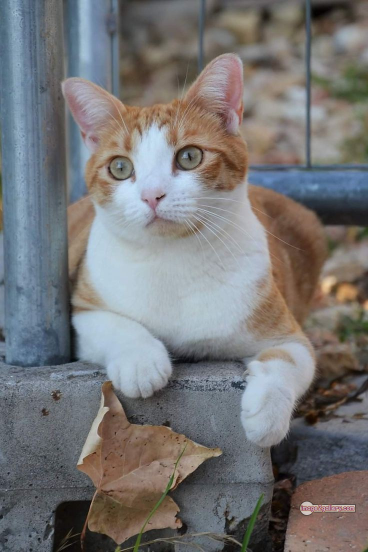 800+ Cute Cate Photos Download | Beautiful Cute Cat Images | 383 cute cate photo -