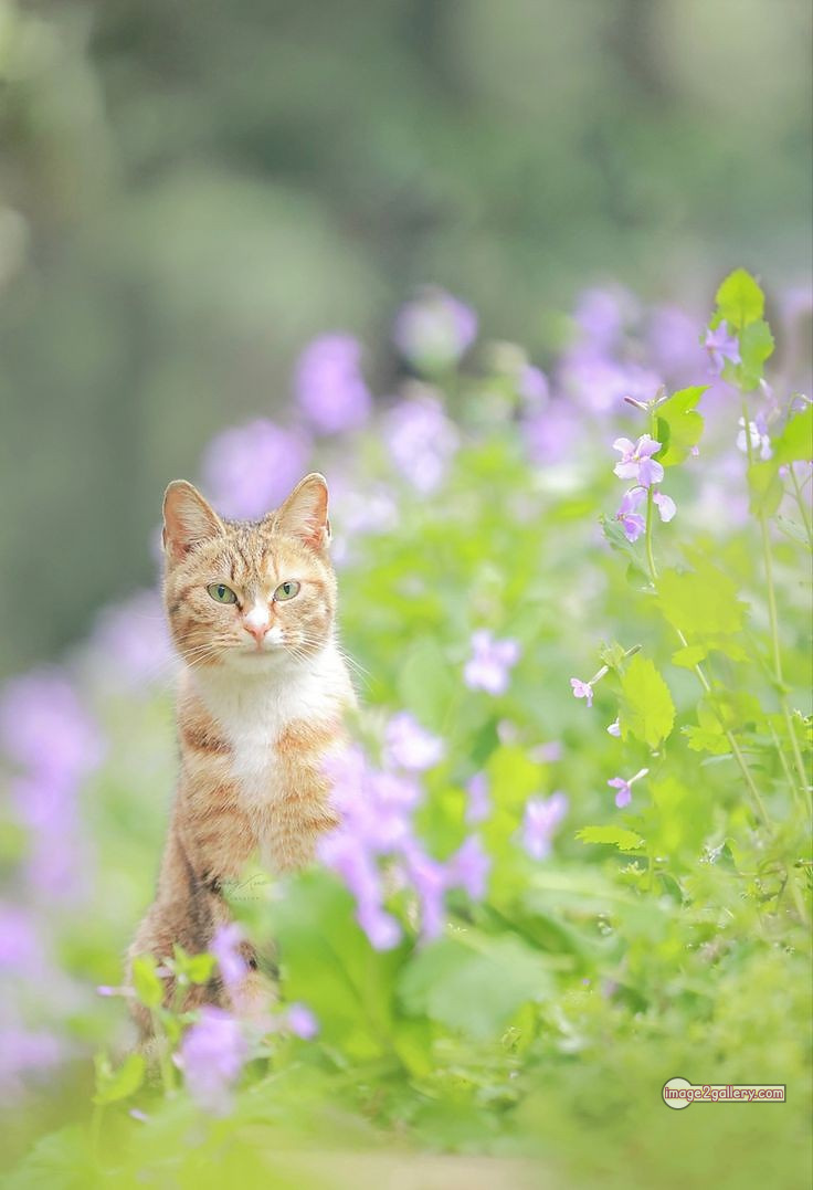 800+ Cute Cate Photos Download | Beautiful Cute Cat Images | 382 cute cate photo -(10)