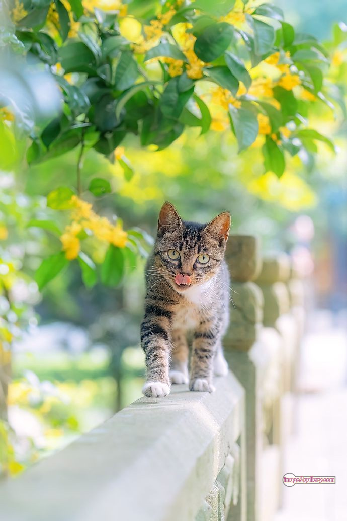 800+ Cute Cate Photos Download | Beautiful Cute Cat Images | 379 cute cate photo -(11)