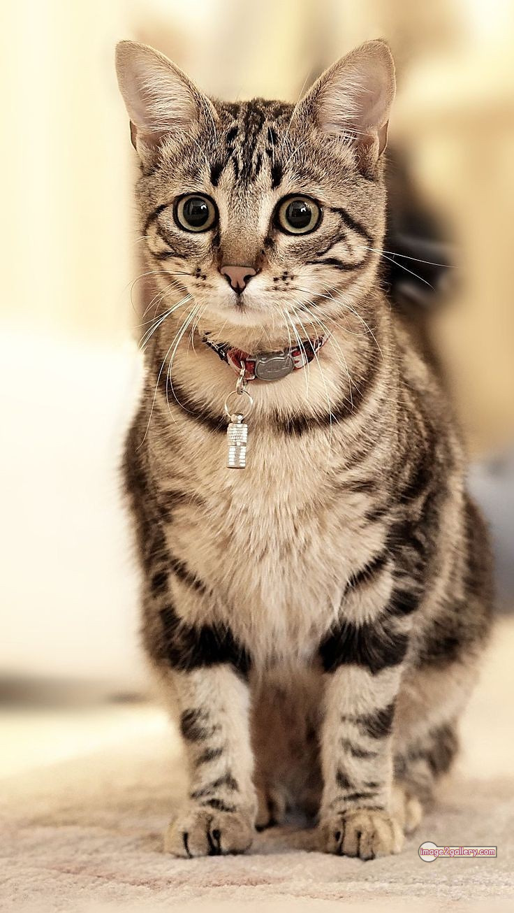 800+ Cute Cate Photos Download | Beautiful Cute Cat Images | 307 cute cate photo -(13)