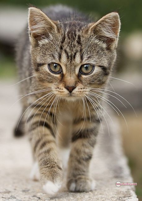 800+ Cute Cate Photos Download | Beautiful Cute Cat Images | 310 cute cate photo -(14)