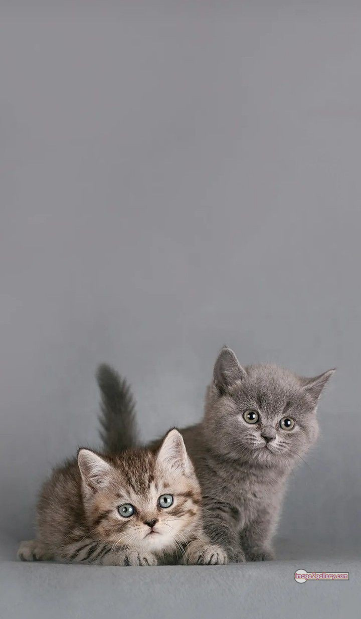 800+ Cute Cate Photos Download | Beautiful Cute Cat Images | 309 cute cate photo -(15)
