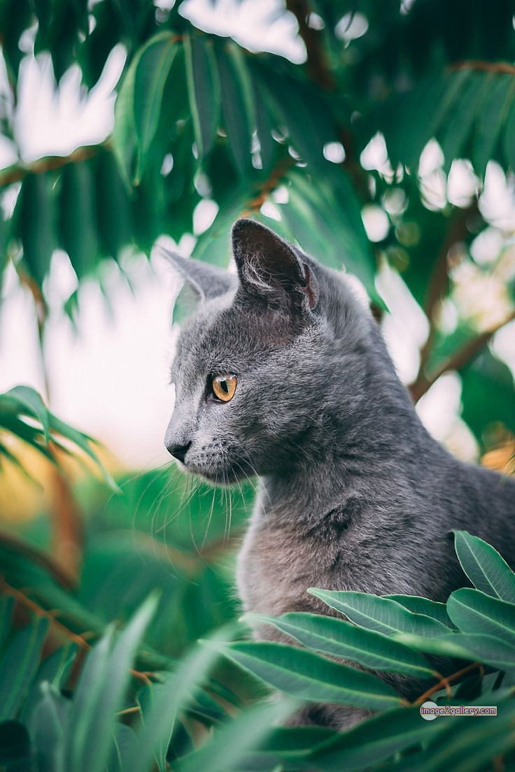 800+ Cute Cate Photos Download | Beautiful Cute Cat Images | 308 cute cate photo -(16)