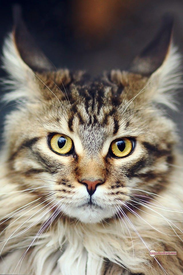 800+ Cute Cate Photos Download | Beautiful Cute Cat Images | 306 cute cate photo -(17)