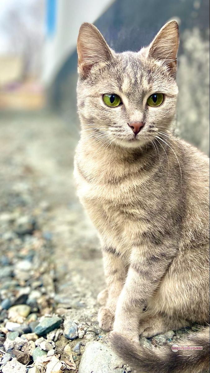 800+ Cute Cate Photos Download | Beautiful Cute Cat Images | 299 cute cate photo -(19)