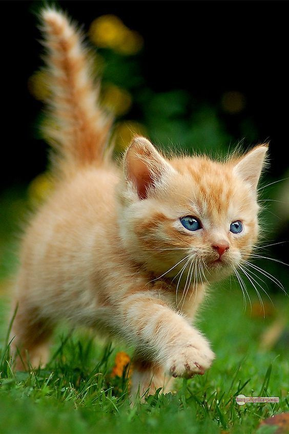800+ Cute Cate Photos Download | Beautiful Cute Cat Images | 441 cute cate photo -(21)