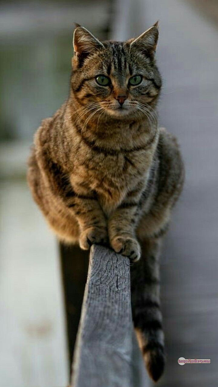 800+ Cute Cate Photos Download | Beautiful Cute Cat Images | 440 cute cate photo -(22)