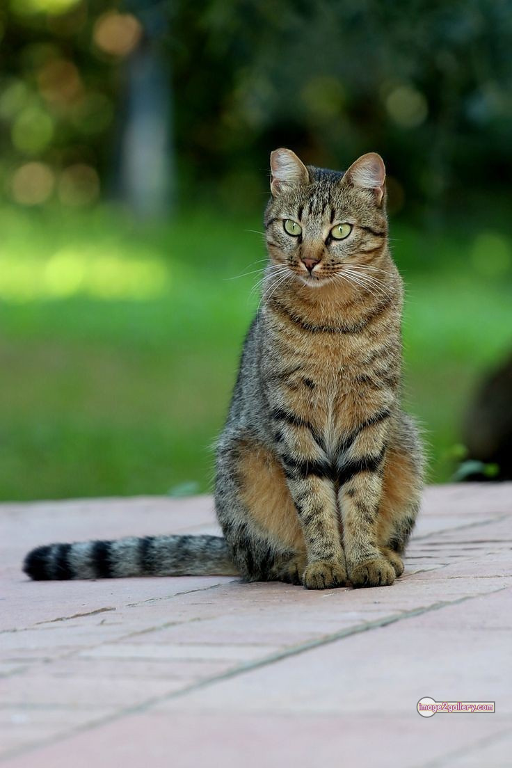 800+ Cute Cate Photos Download | Beautiful Cute Cat Images | 439 cute cate photo -(23)