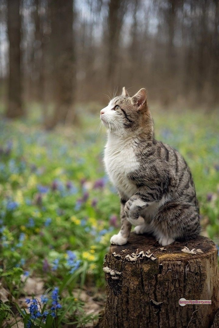 800+ Cute Cate Photos Download | Beautiful Cute Cat Images | 443 cute cate photo -(24)