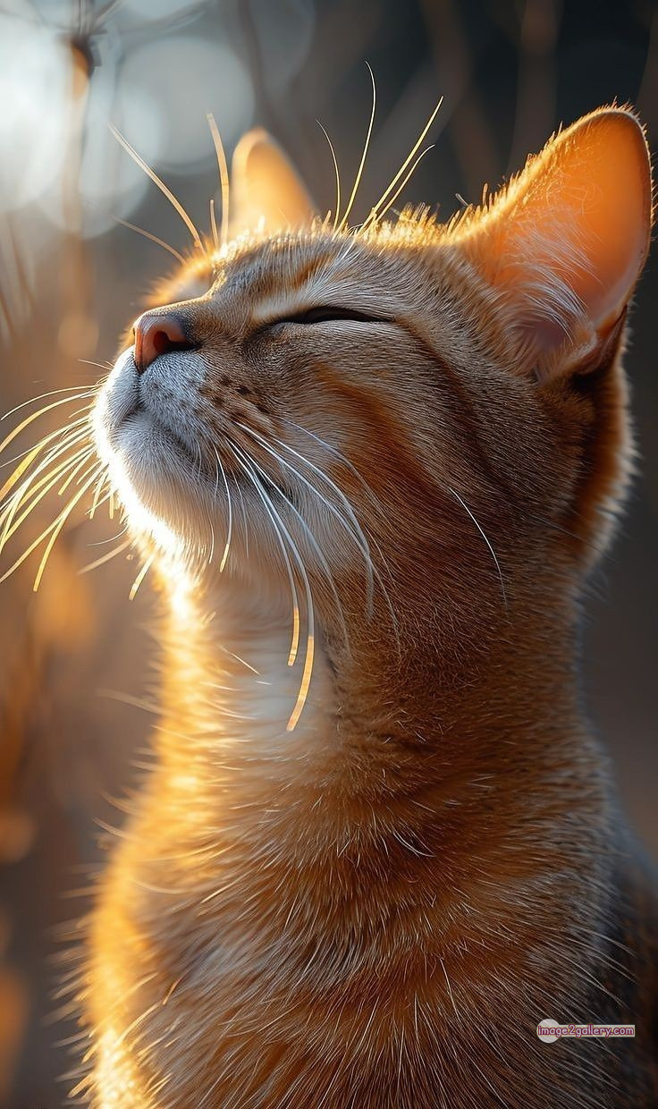 800+ Cute Cate Photos Download | Beautiful Cute Cat Images | 447 cute cate photo -(25)