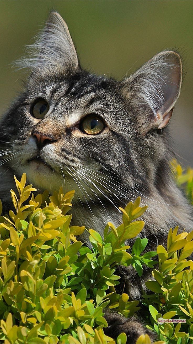800+ Cute Cate Photos Download | Beautiful Cute Cat Images | 445 cute cate photo -(26)