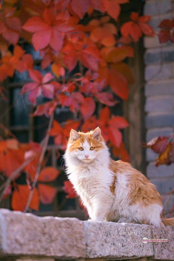 800+ Cute Cate Photos Download | Beautiful Cute Cat Images | 458 cute cate photo -(28)