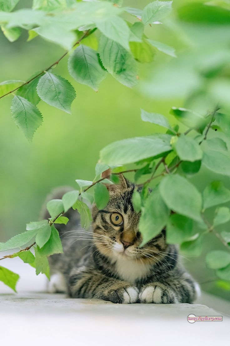 800+ Cute Cate Photos Download | Beautiful Cute Cat Images | 300 cute cate photo -(4)