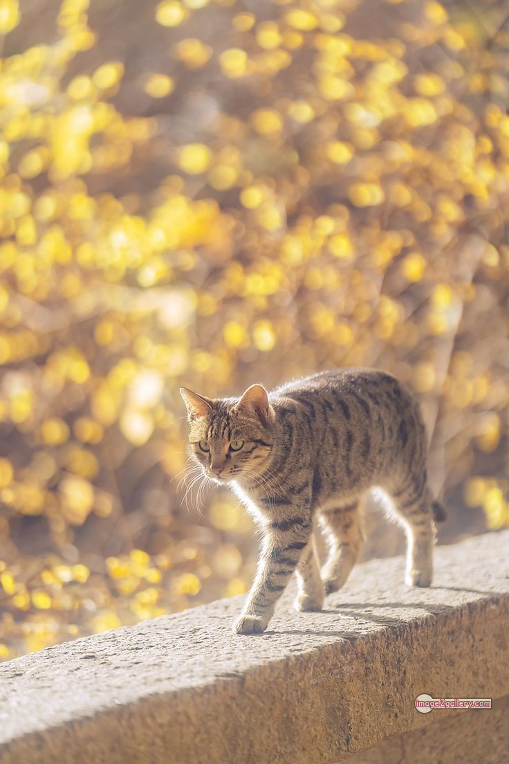 800+ Cute Cate Photos Download | Beautiful Cute Cat Images | 304 cute cate photo -(5)