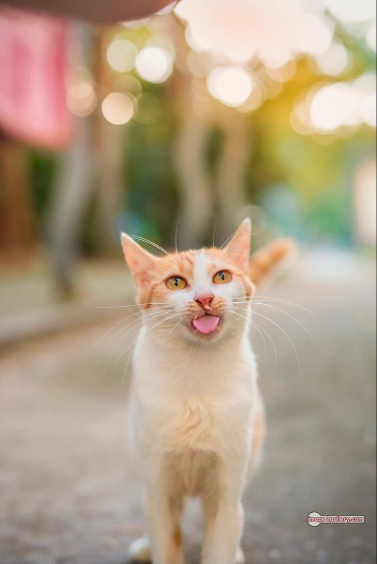 800+ Cute Cate Photos Download | Beautiful Cute Cat Images | 302 cute cate photo -(7)