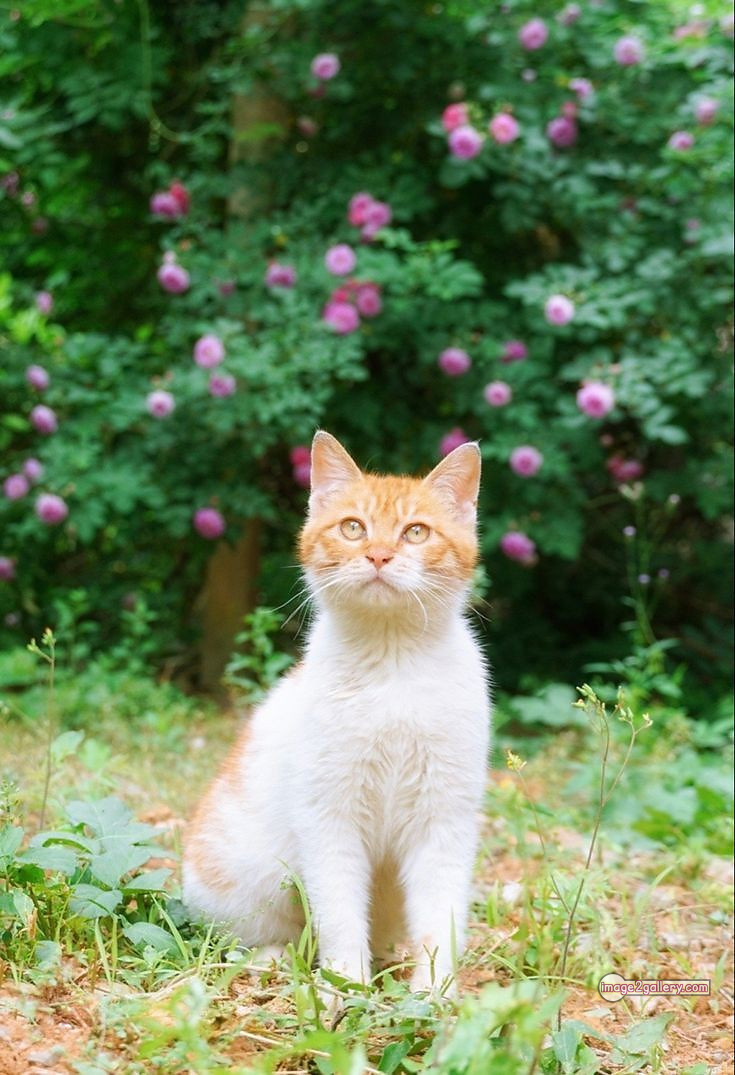 800+ Cute Cate Photos Download | Beautiful Cute Cat Images | 303 cute cate photo -(8)