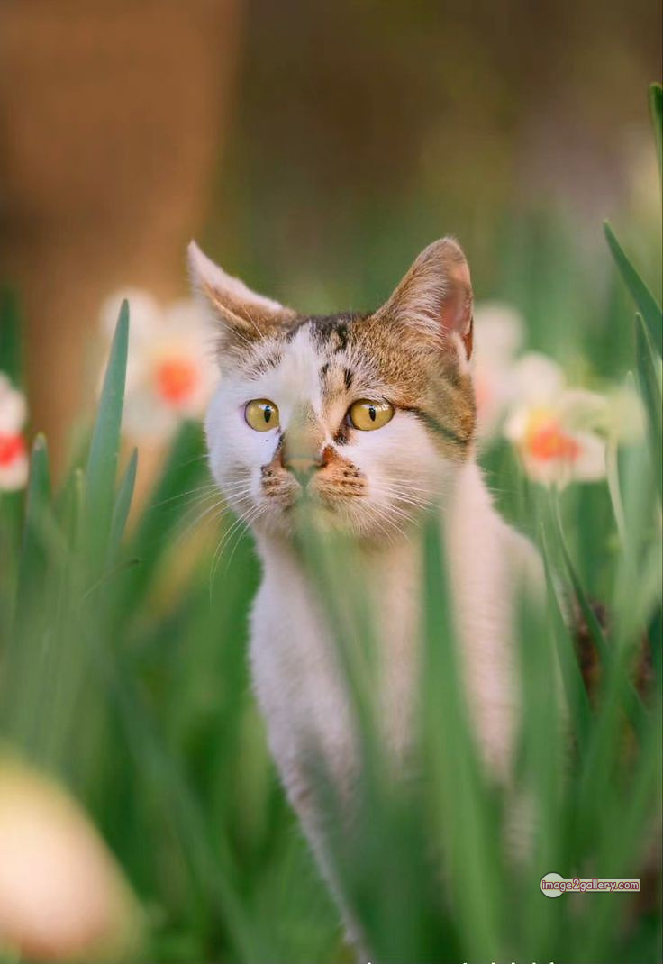 800+ Cute Cate Photos Download | Beautiful Cute Cat Images | 298 cute cate picture -