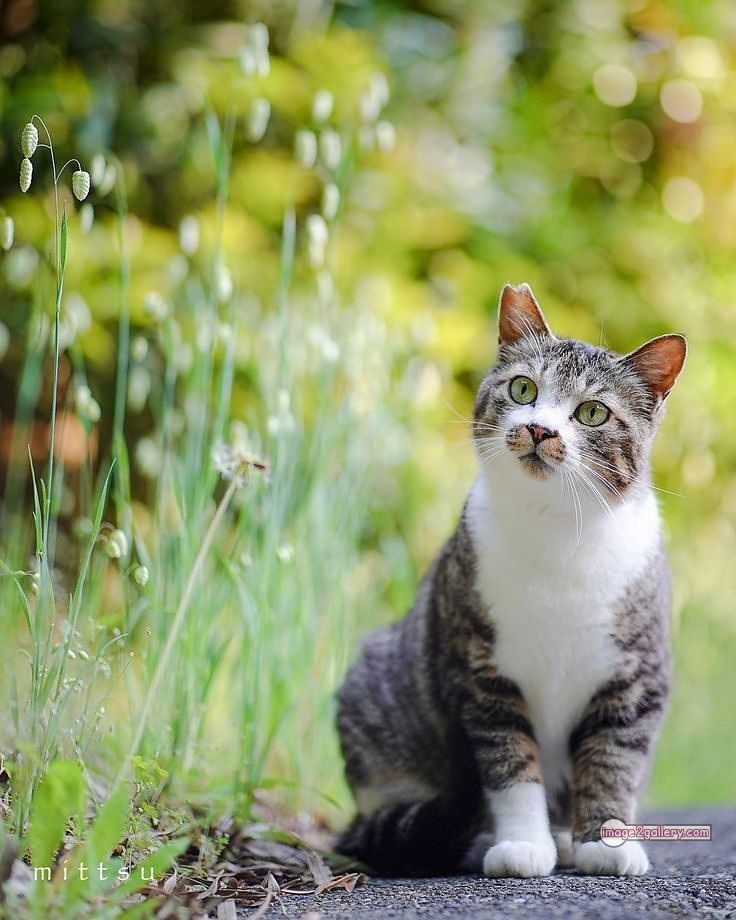 800+ Cute Cate Photos Download | Beautiful Cute Cat Images | 390 cute cate picture -(1)