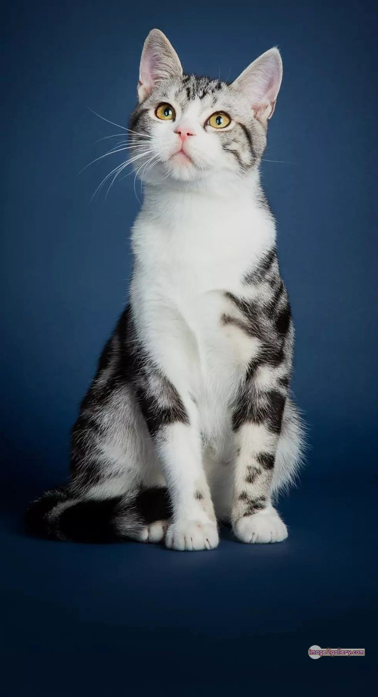 800+ Cute Cate Photos Download | Beautiful Cute Cat Images | 291 cute cate picture -(13)