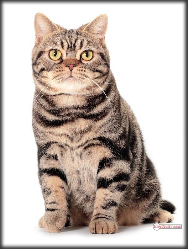 800+ Cute Cate Photos Download | Beautiful Cute Cat Images | 388 cute cate picture -(17)