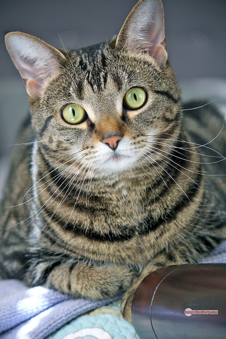 800+ Cute Cate Photos Download | Beautiful Cute Cat Images | 389 cute cate picture -(18)