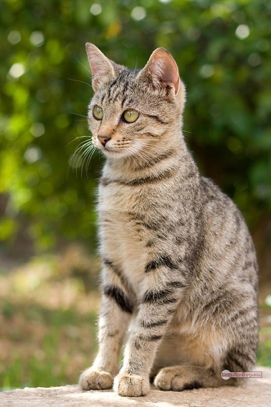 800+ Cute Cate Photos Download | Beautiful Cute Cat Images | 293 cute cate picture -(23)