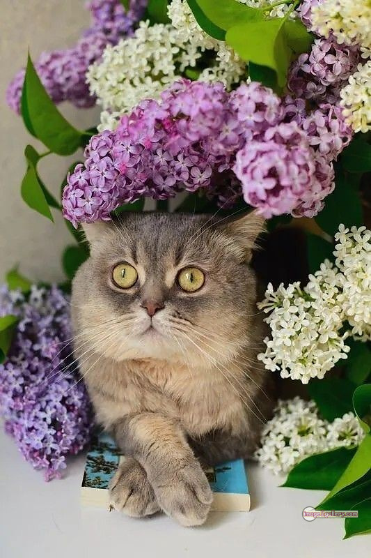 800+ Cute Cate Photos Download | Beautiful Cute Cat Images | 433 cute cate picture -(4)