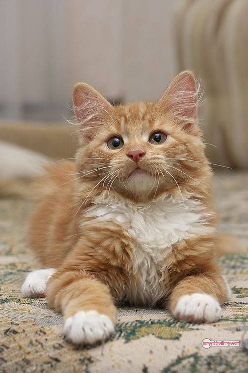 800+ Cute Cate Photos Download | Beautiful Cute Cat Images | 435 cute cate picture -(6)