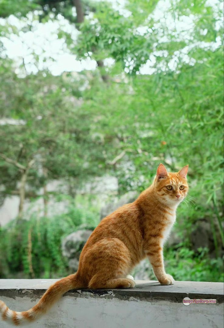 800+ Cute Cate Photos Download | Beautiful Cute Cat Images | 391 cute cate picture -(8)