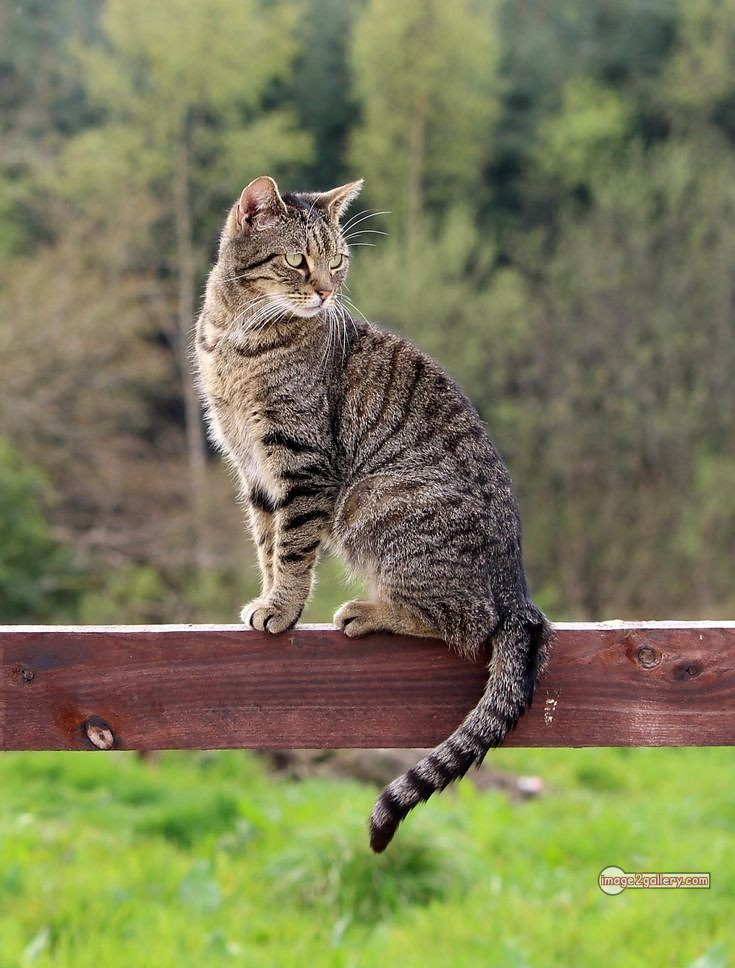 800+ Cute Cate Photos Download | Beautiful Cute Cat Images | 596 cute cute cat photos -