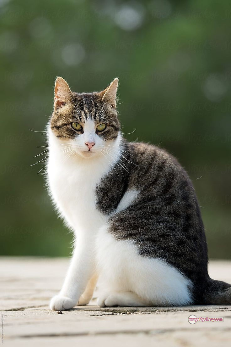 800+ Cute Cate Photos Download | Beautiful Cute Cat Images | 597 cute cute cat photos -(1)