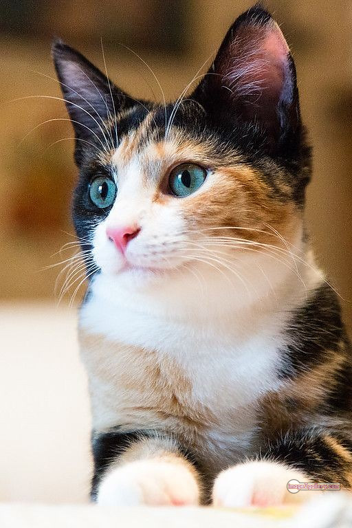 800+ Cute Cate Photos Download | Beautiful Cute Cat Images | 599 cute cute cat photos -(11)
