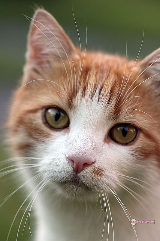 800+ Cute Cate Photos Download | Beautiful Cute Cat Images | 612 cute cute cat photos -(12)