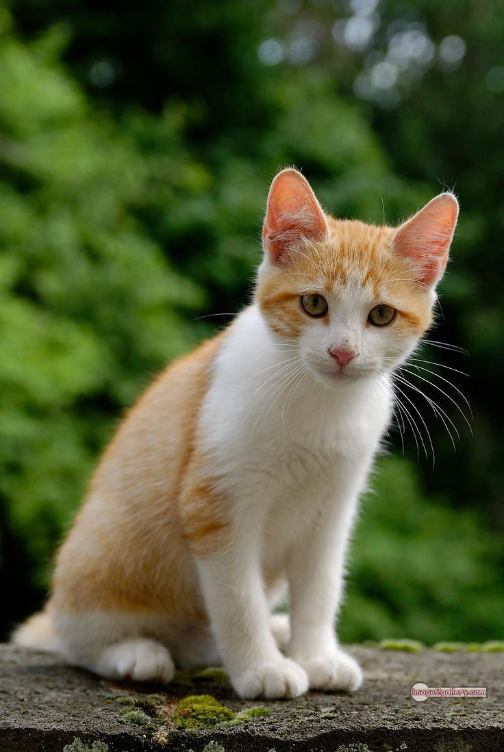 800+ Cute Cate Photos Download | Beautiful Cute Cat Images | 613 cute cute cat photos -(13)