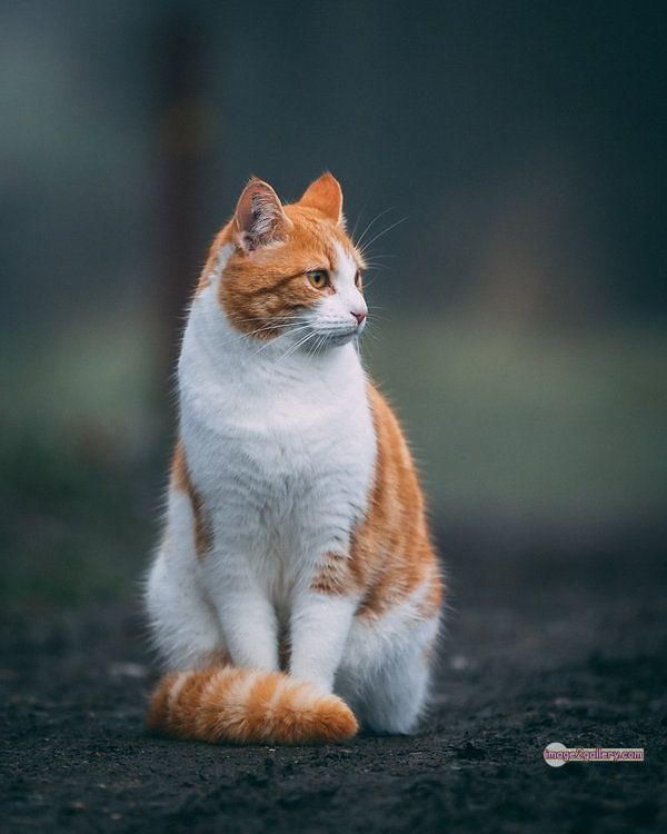 800+ Cute Cate Photos Download | Beautiful Cute Cat Images | 610 cute cute cat photos -(15)