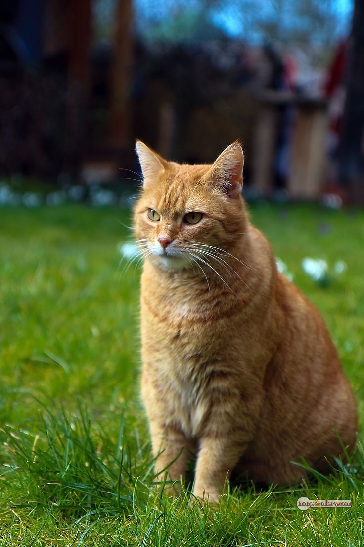 800+ Cute Cate Photos Download | Beautiful Cute Cat Images | 608 cute cute cat photos -(16)