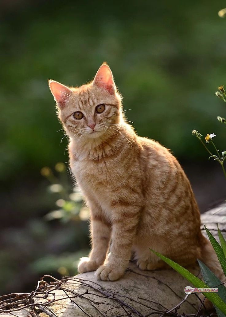 800+ Cute Cate Photos Download | Beautiful Cute Cat Images | 609 cute cute cat photos -(17)