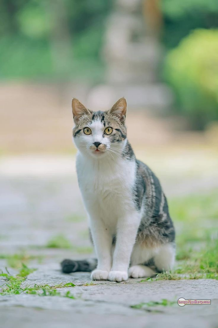 800+ Cute Cate Photos Download | Beautiful Cute Cat Images | 606 cute cute cat photos -(18)