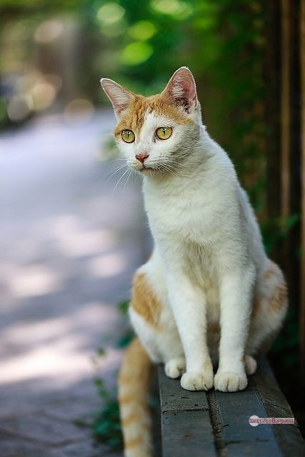 800+ Cute Cate Photos Download | Beautiful Cute Cat Images | 607 cute cute cat photos -(19)