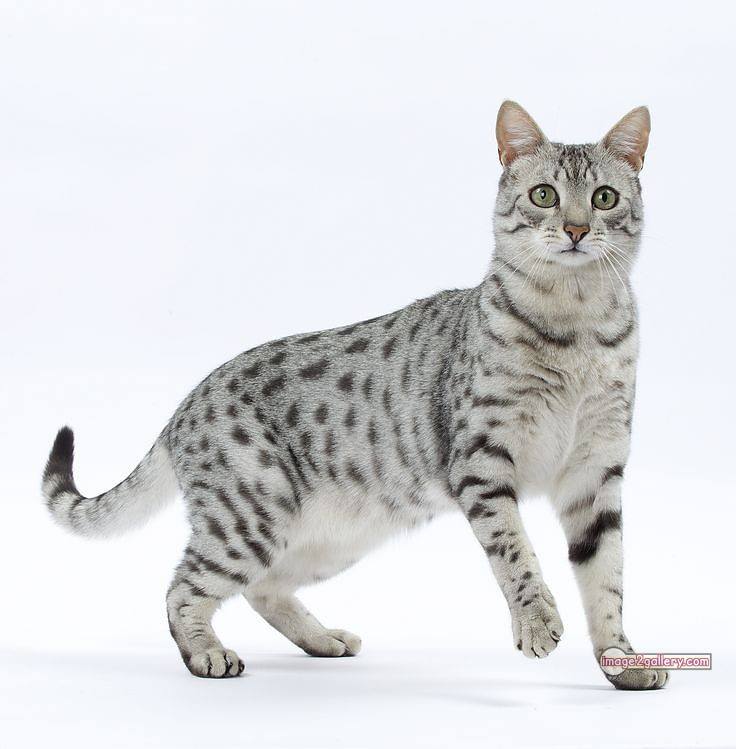 800+ Cute Cate Photos Download | Beautiful Cute Cat Images | 590 cute cute cat photos -(2)