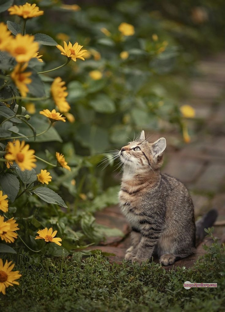 800+ Cute Cate Photos Download | Beautiful Cute Cat Images | 604 cute cute cat photos -(20)