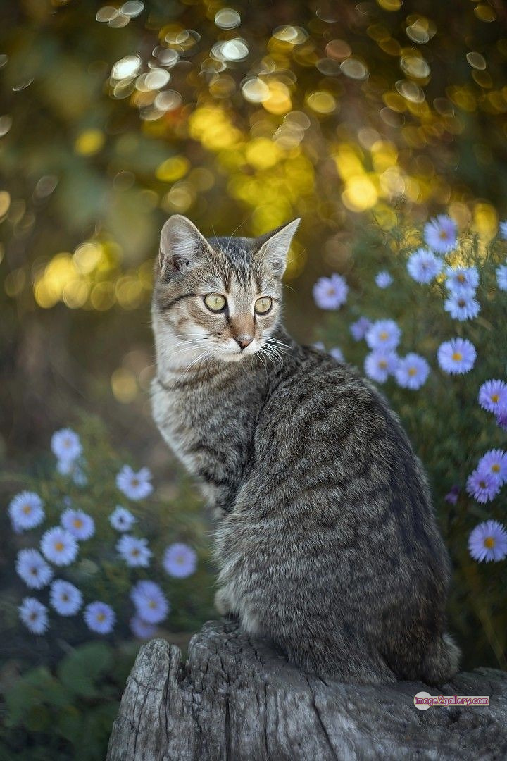 800+ Cute Cate Photos Download | Beautiful Cute Cat Images | 621 cute cute cat photos -(21)