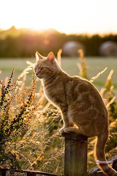 800+ Cute Cate Photos Download | Beautiful Cute Cat Images | 616 cute cute cat photos -(23)